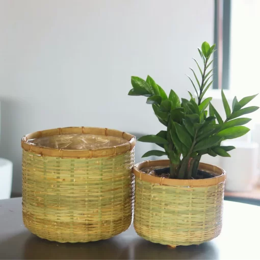 Bamboo planter With Cement sealant