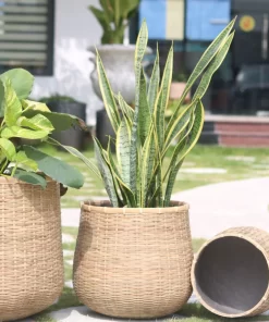 Bamboo planter With Cement sealant