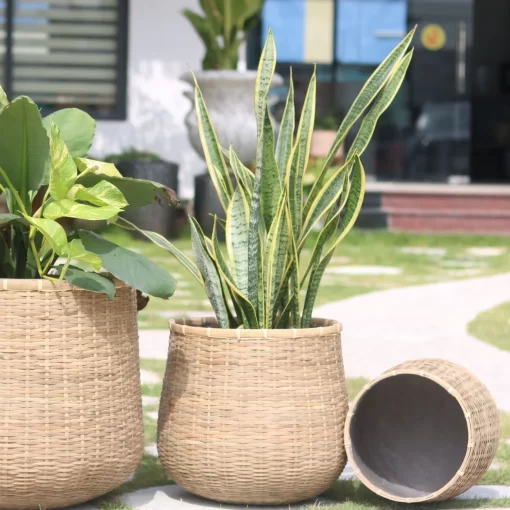 Bamboo planter With Cement sealant